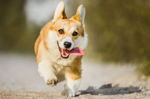 Кинолог Голубев: главной угрозой для собак весной становится пироплазмоз