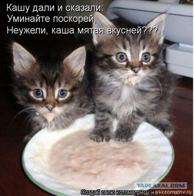 Уфф!!! Ну наконец-то! Котоматрицы великолепные, каждая с улыбкой и хорошим настроением!