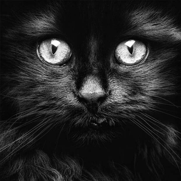 cat_leningrad