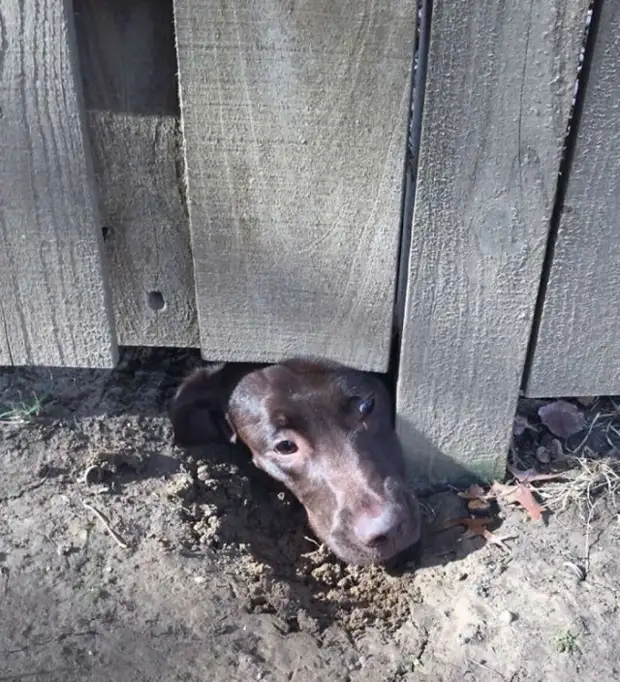 Любопытноносики