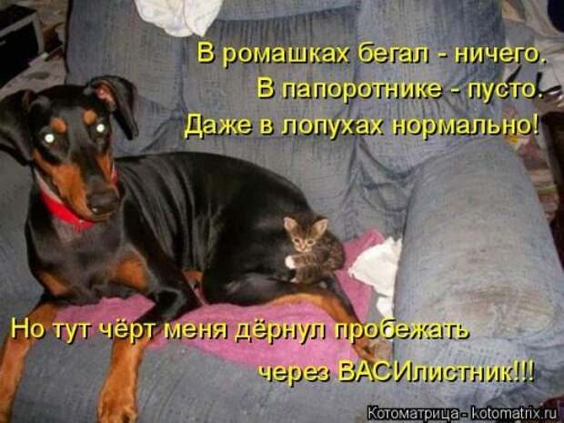 Свежая котоматрица для всех (20 шт)