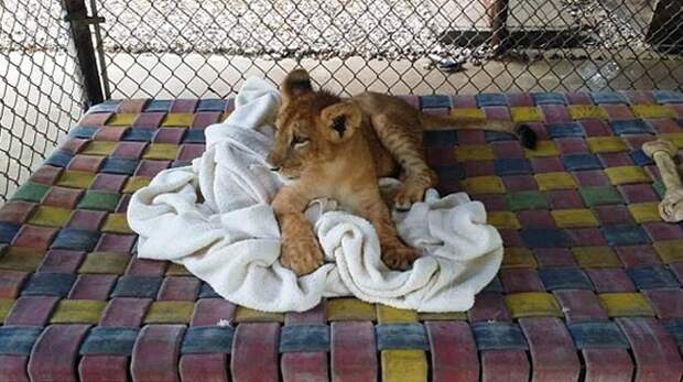 Спасенный львёнок не может спать без одеяла, лев Ламберт