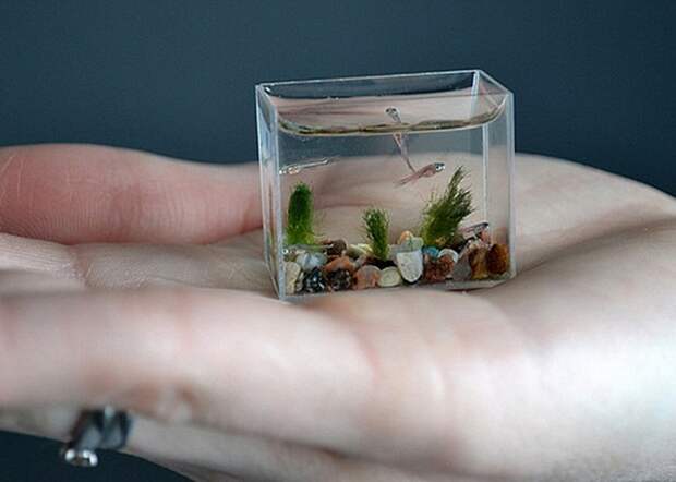 Самый маленький аквариум в мире.