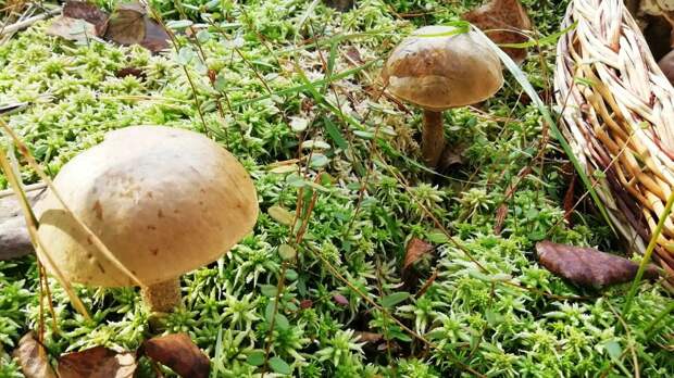 Первый летний слой грибов появился в лесах Петербурга