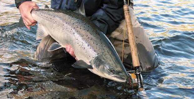 На Камчатке рыбакам-любителям разрешено ловить лосось на удочку