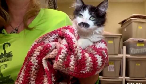 В ящике для сбора пожертвований был обнаружен брошенный котенок с необычным окрасом