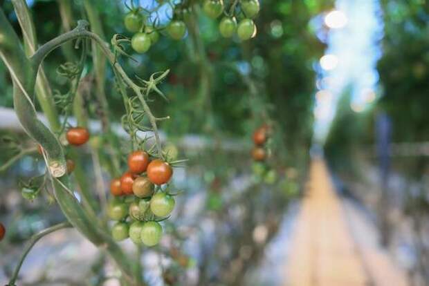 В Подмосковье с начала года собрали более 33 тыс. тонн тепличных овощей