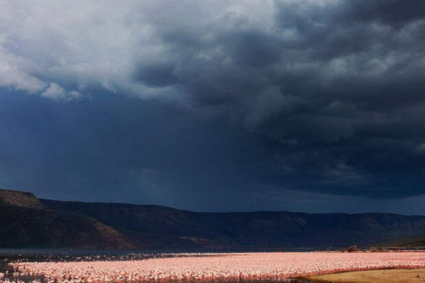 thousandsofflamingo 7 Тысячи розовых фламинго на озере Накуру