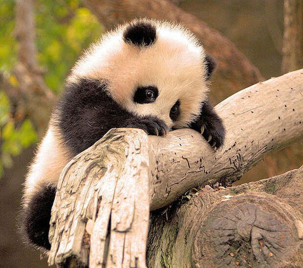 Малыш панда детеныши, животные, очаровательные