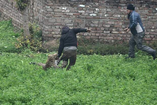 город Джаландхар и дикий леопард вызвавший панику в нем