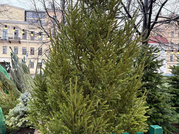 В Красногвардейском районе обнаружена нелегальная свалка новогодних елок