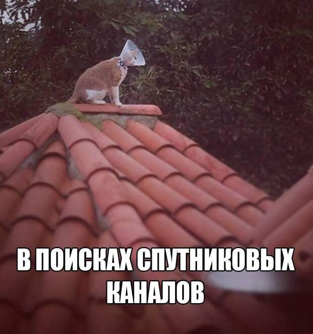 Смешные картинки с надписями Смешные картинки с надписями прикол, юмор