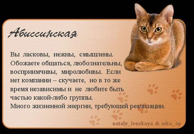 Породы кошек в картинках
