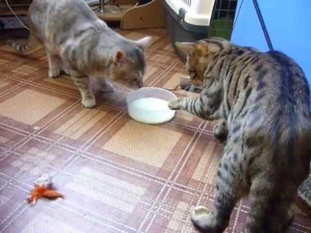 Картинки по запросу Two cats fighting (politely) over milk