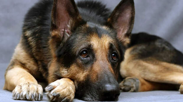 От любви до ненависти один шаг