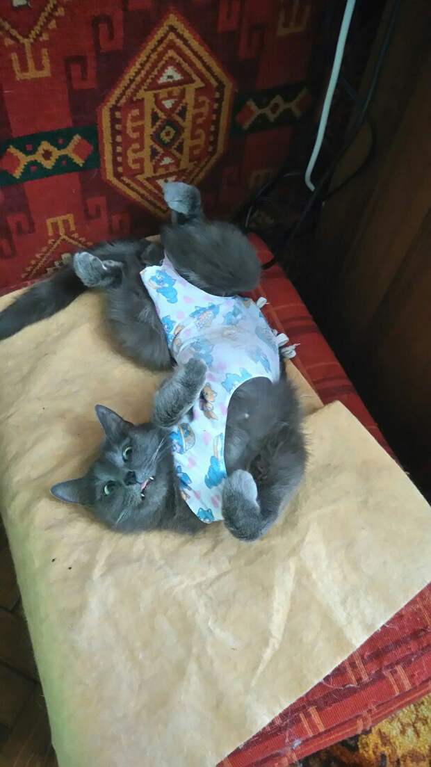 помощь коту кот в попоне