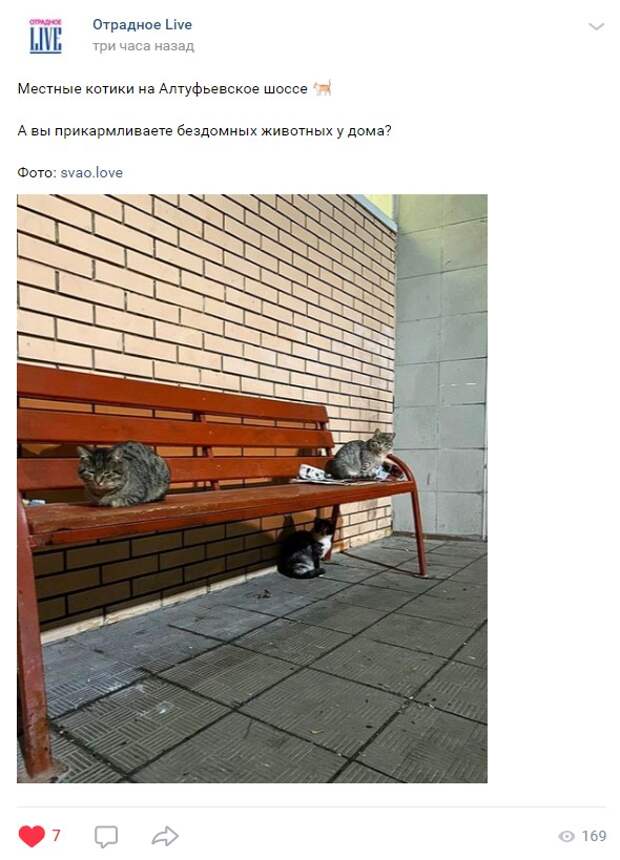 На Алтуфьевском шоссе кошки на лавочке устроили собрание