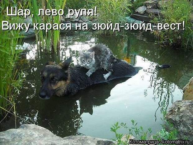 Лучшие котоматрицы недели (50 фото)
