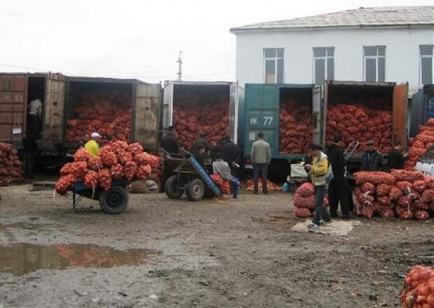 На овощную базу в октябре