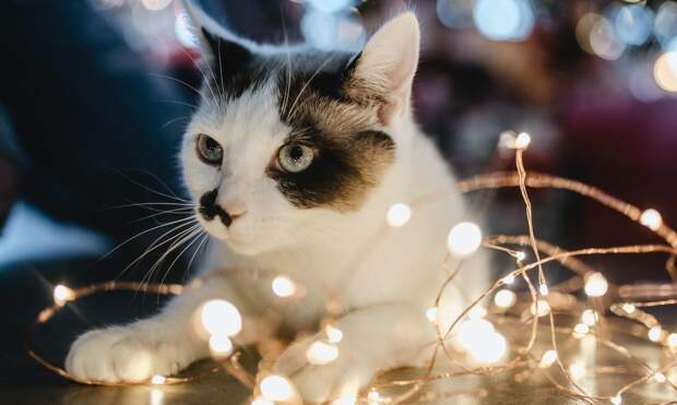 3 признака того, что ваш питомец съел мишуру