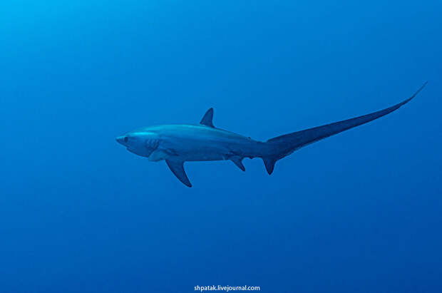 Tresher shark - Акула-лисица