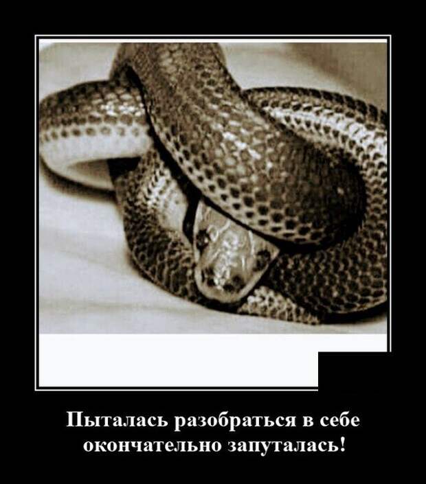 Демотиватор про змею