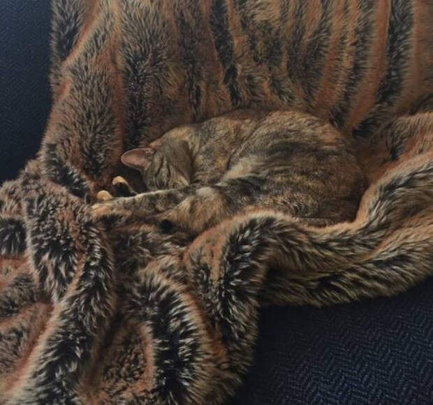 Домашние животные, которые могут легко скрыться от хозяев