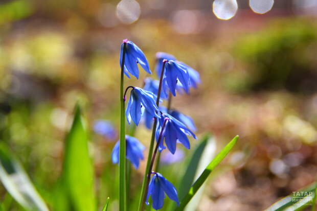 Адвокат объяснил, за сбор каких весенних цветов грозит уголовная ответственность