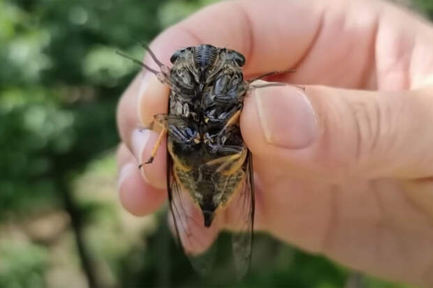 В США триллион цикад появятся одновременно впервые с 1803 года