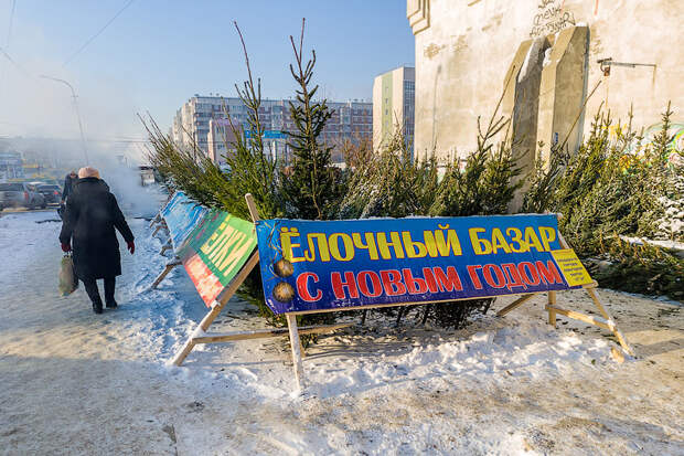 Сбор переживших праздники новогодних елей объявили в Новосибирске