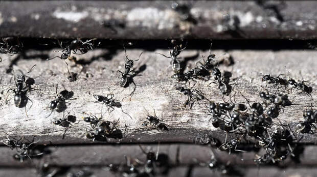 В Великобритании зафиксировали нашествие супермуравьев