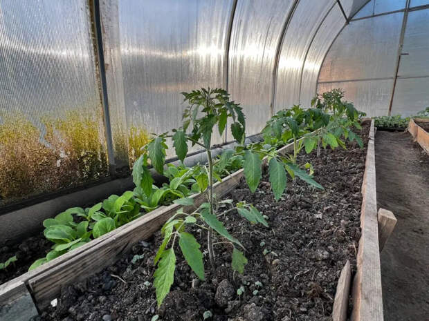 Копеечный способ для рассады томатов и перцев работает в разы лучше, чем пикировка