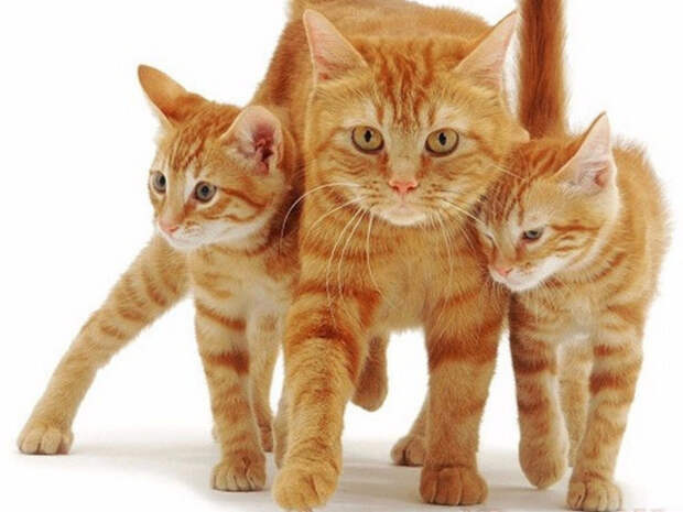 Кошка дала котятам “открытый урок” скалолазания