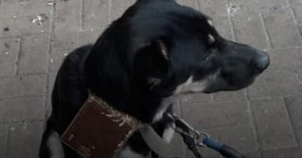 История про пса, отваленного около супермаркета с кошельком и запиской