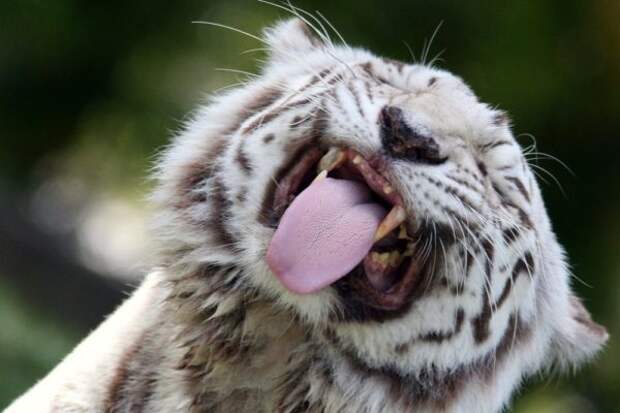 Удивительный окрас белых тигров