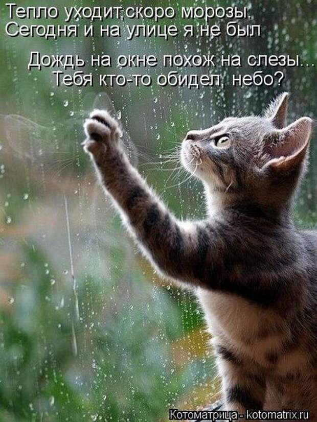 Котоматрицы (картинки с надписями)