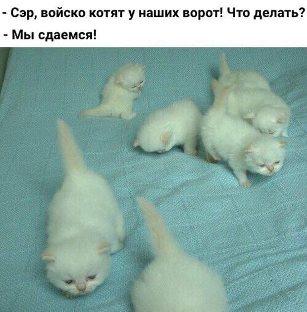 Смешные картинки и веселые фото с надписью со смыслом (11 фото) Смешные картинки и веселые фото с надписью со смыслом (11 фото)