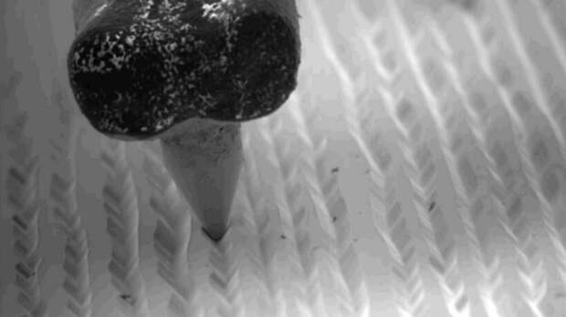 17 микрофотографий, которые покажут с новой стороны мир, что кроется у нас под носом