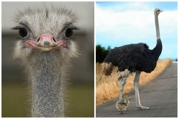 Африканский страус (Struthio camelus), самая тяжелая птица Земли - вес около 150-160 кг большие, интересное, крупные, птицы, фауна