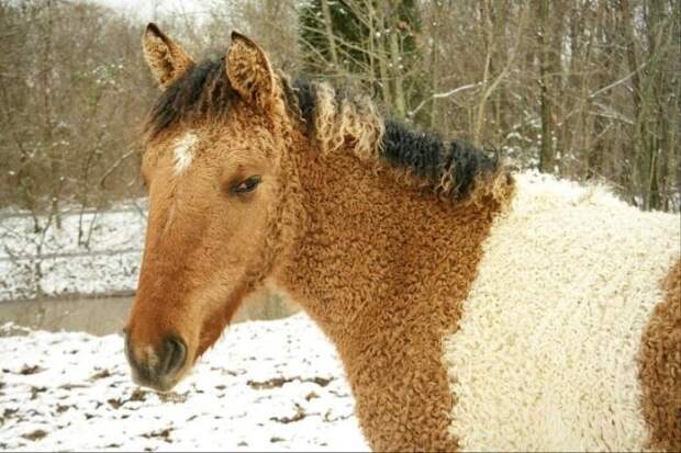 Забайкальская кучерявая лошадь жеребец, животные, конь, кучерявая лошадь, лошадь, познавательно, удивительно