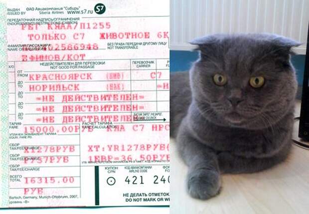 Купить билет на кошку. Билет на самолет для кота. Билет на кота в поезде. Кот с билетом. Котик с билетом на самолет.