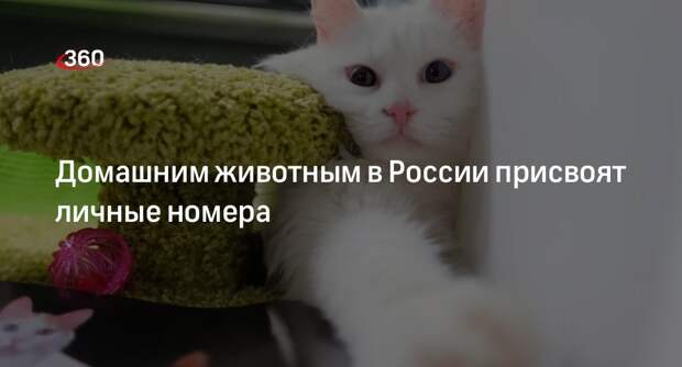«Известия»: в России домашним животным присвоят идентификационные номера