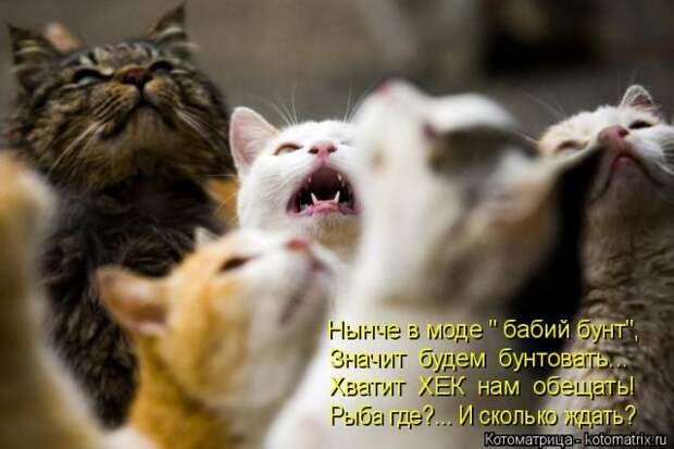 Лучшие котоматрицы недели (50 фото)