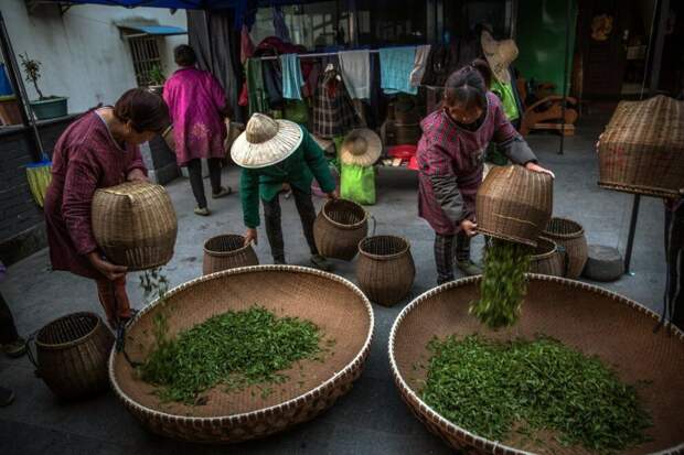 Где производят четвертую часть всего чая в мире