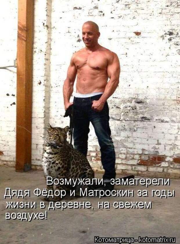 Котоматрицы (картинки с надписями)