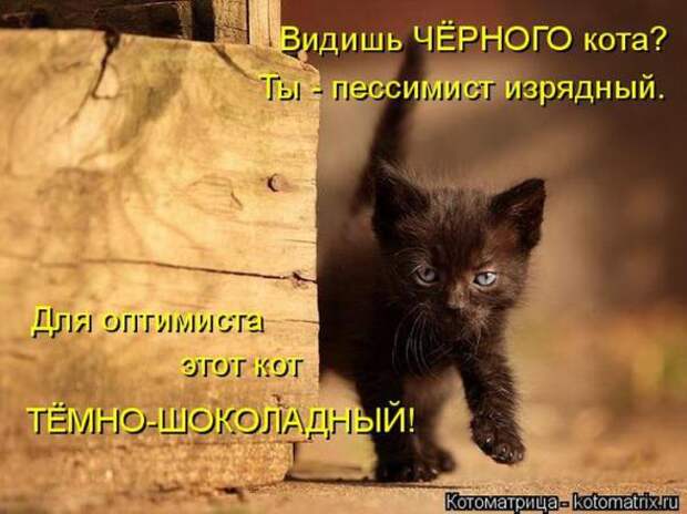 Котоматрицы(картинки с надписями)