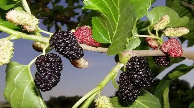 Листья Шелковицы Купить В Аптеке