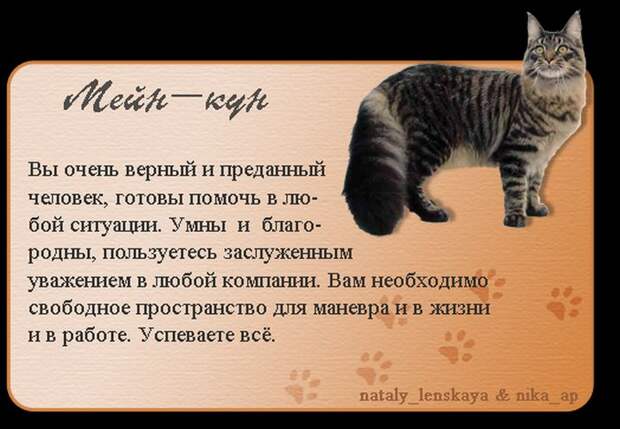 Породы кошек в картинках