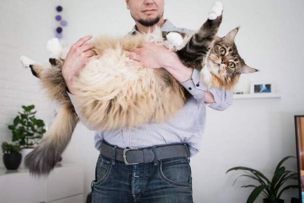 В Финляндии возможно живет самый крупный кот в мире