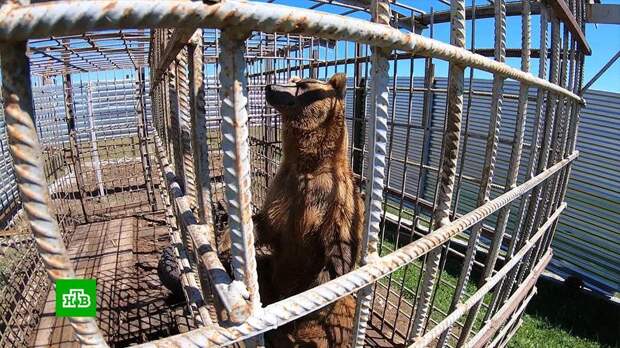 Зоозащитники ищут средства на удобный вольер для бурого медведя Кузи